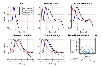 Acceleration of inferred neural responses Fig. 2